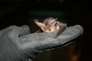 Wildscapes bat surveys