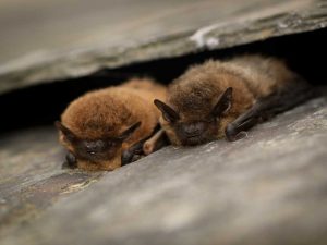 Bat Surveys and Mitigation by Wildscapes