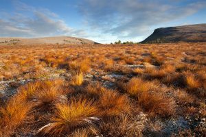 Moorland conservation work by Wildscapes