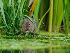Survey for protected species including water vole