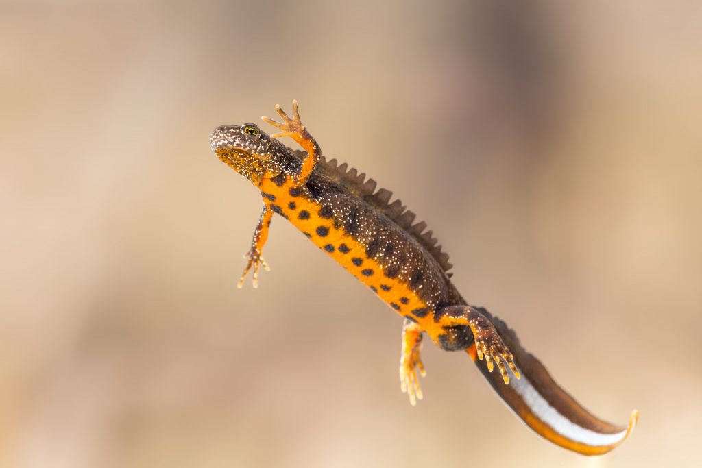 Wildscapes awarded tender to create ponds for great crested newts