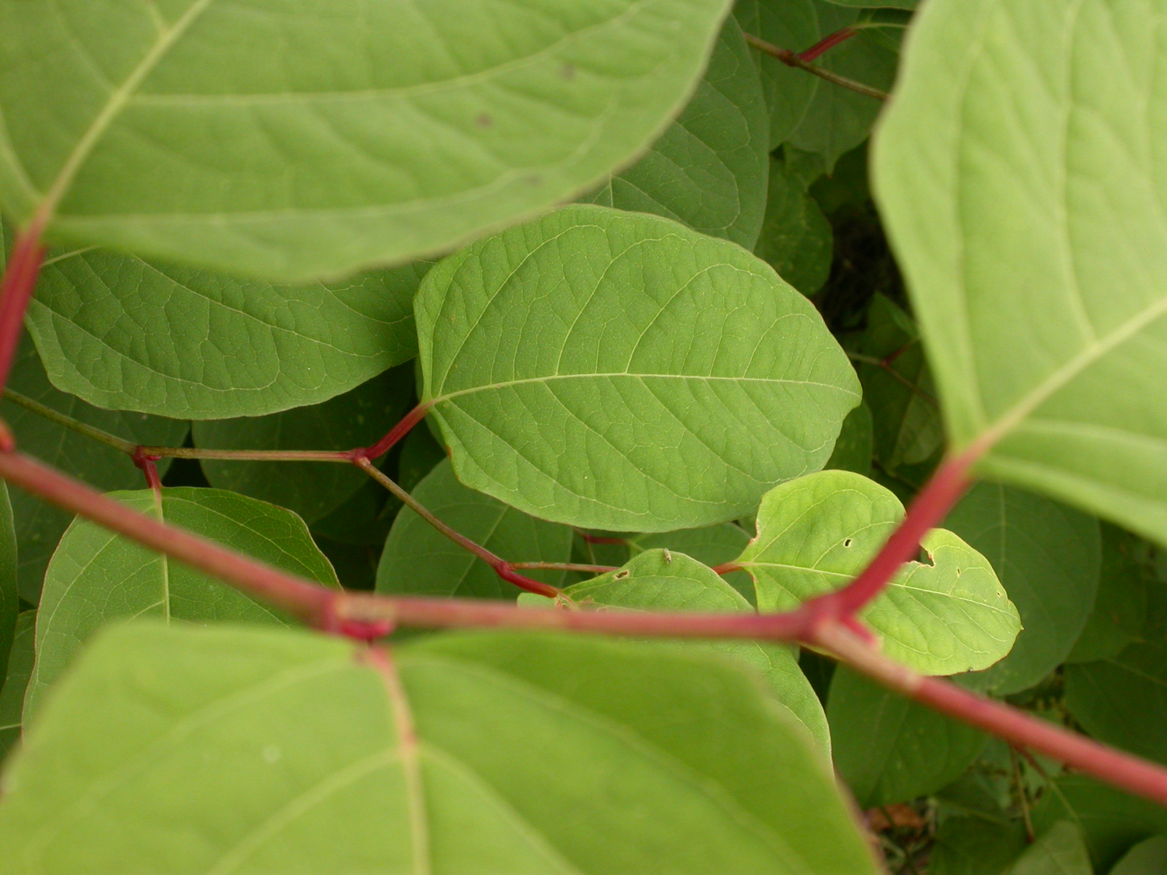 Japanese knotweed leaves – close up | Wildscapes