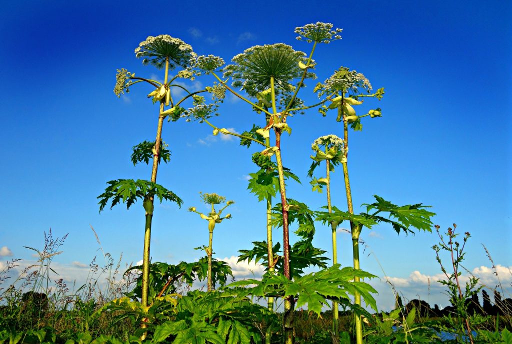 Giant hogweed - the UK's most dangerous plant