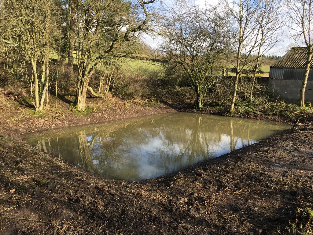 Pond creation project