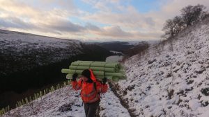 Wildscapes team taking tree tubes to a site in the Peak District ahead of planting