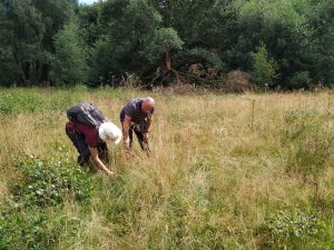 UK Hab Training with Wildscapes CIC