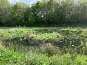 Wildscapes CIC pond creation at Woodhouse Washlands