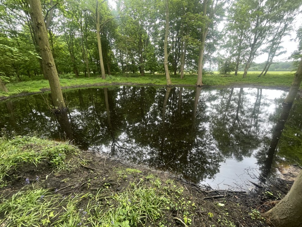 North Yorkshire pond restoration