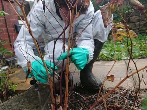 Wildscapes operative treating japanese knotweed at a property