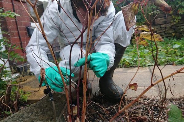 Wildscapes operative treating japanese knotweed at a property