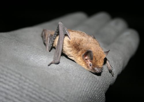 Wildscapes CIC bat in hand