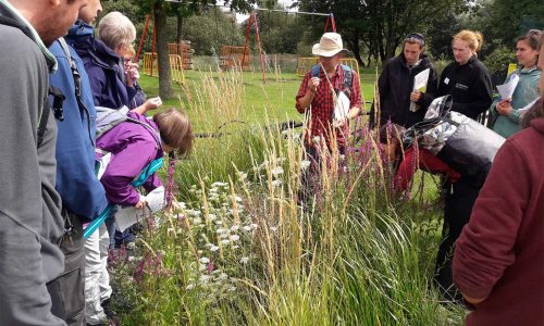 Wildflower ID Workshop delivered by Wildscapes