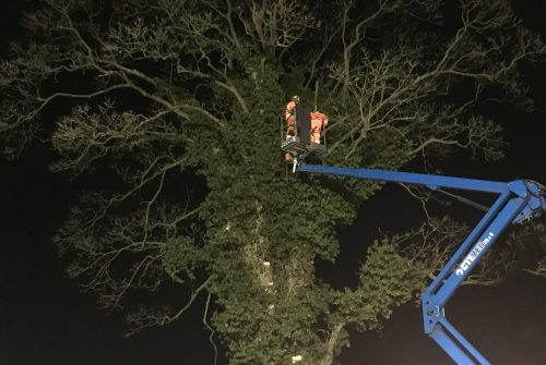 Ecologist carrying out bat survey in tree